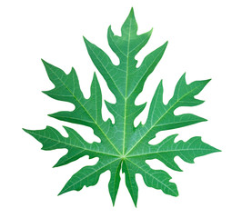 Green papaya leaf on isolated white background, cut paths