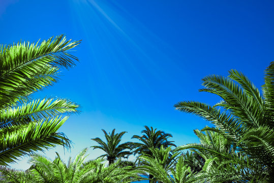 Palmen, Sonnenstrahlen und blauer Himmel