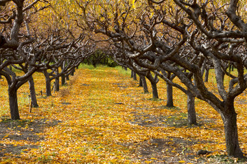 Autumn Peach Orchard