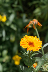 Fototapeta premium Orange Daisy Flowers