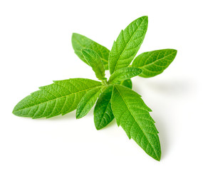 fresh lemon verbena isolated on white