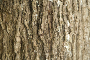 Texture of the stem of the tree - Salix