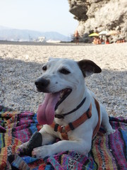 Perro Jack Russell en playa de España