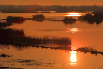 Panoramic view of wetlands and meadows of the Biebrzanski National Park by the Biebrza river in Poland