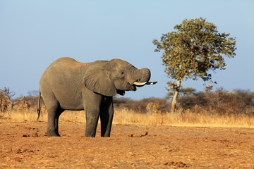 The African bush elephant (Loxodonta africana) drinking from the water hole in a dry savanna