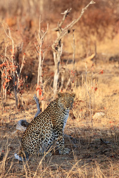 The African leopard (Panthera pardus pardus) big male in the last morning light