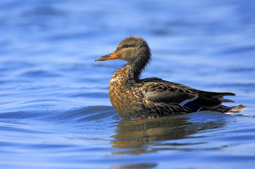 Single jouvenile Mallard on water surface during a spring period