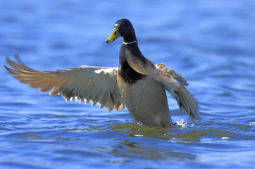 Single male Mallard on water surface during a spring period