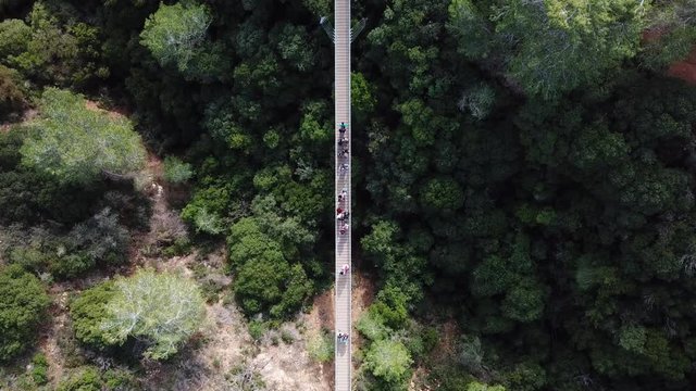 Suspension bridge surrounded by lush green forest - Aerial view