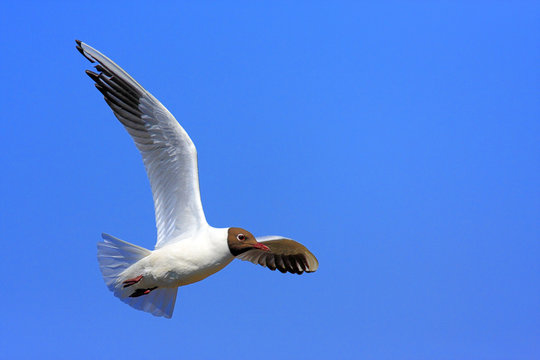 Single Laughing Gull birg flying during a spring period