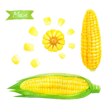 Maize watercolor illustration