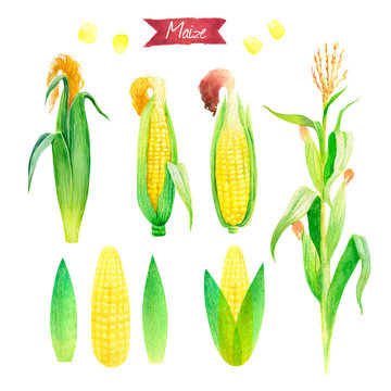 Watercolor illustration of fresh maize plant, ears, leaves and seeds isolated on white background with clipping paths 