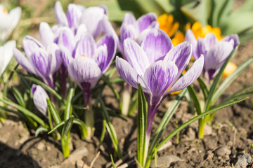 Close up of firs flower at spring season it is snowdrop and crocus. Violet and white flowers. Sunny day. First flowers in garden.