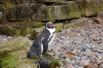 Penguin Yawn