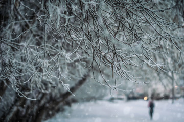 Winter trees on snow