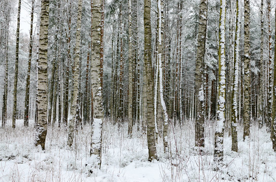 Fototapeta In the forest there lies snow white.