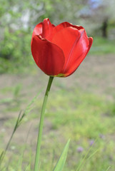 Red single flower tulip