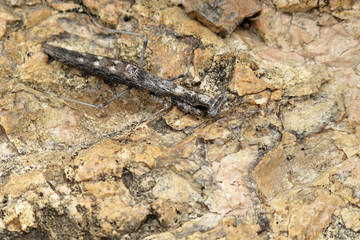 Stick grasshopper the master of camouflage on a stone in Organ Pipe National Monument, Ajo, Arizona, USA