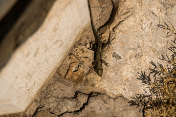 wild gecko running around venice, wild life of italy, close up gecko shot in city environment