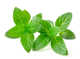fresh peppermint isolated on white