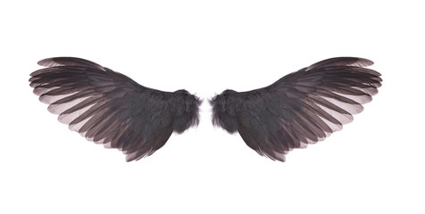 wings of bird on white  background