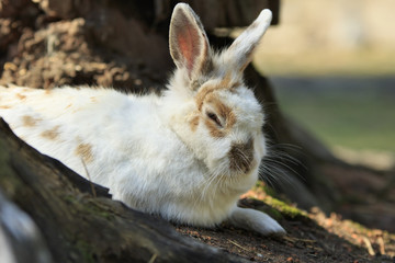 Cute white little rabbit lies on a ground