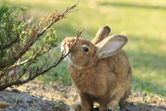 Funny rufous rabbit itches about the bush close-up
