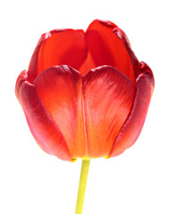 Bright red tulip flower isolated on white background