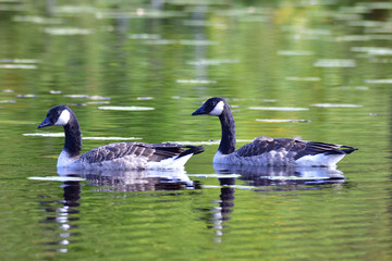 Kanadagänse in Schweden