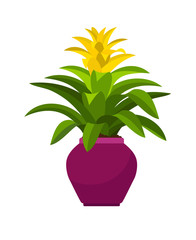 Obraz na płótnie Canvas Guzmania house plant in flower pot