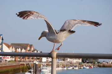 Seagull Wings