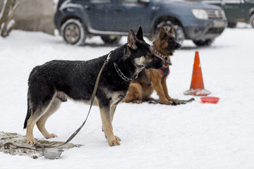 German shepherd training protection