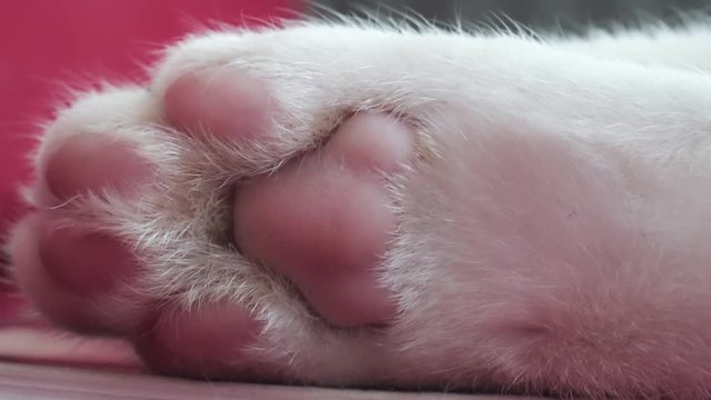 White Cat Paw. Extreme Close Up