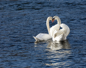 Obraz premium Romantic image of two white swans mating.