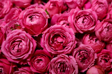 Flowers, purple roses, background,Postcard, Valentine's Day, Women's Day