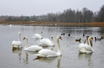 Россия, Изборск. Лебеди на Городищенском озере. Нетипично теплая погода в январе 2018 года