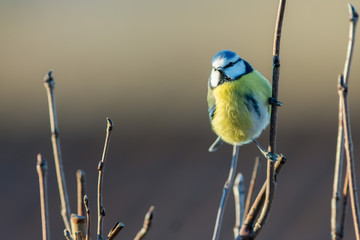 Blue tit sitting on a branch in Sweden