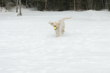 White young wire-haired dog of spinone italiano breed having fun in the snow and retrieves her tennis ball