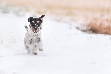 Little dog runs fast in the snow - Cute purebred Jack Russell Terrier, 3 years old. Hair style rough