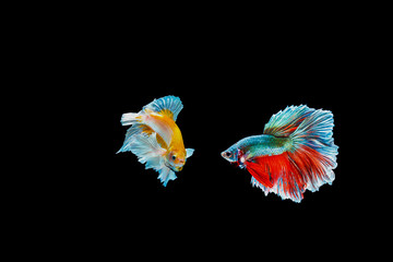 Beautiful Male Thai betta fishes are fighting isolated on black background.