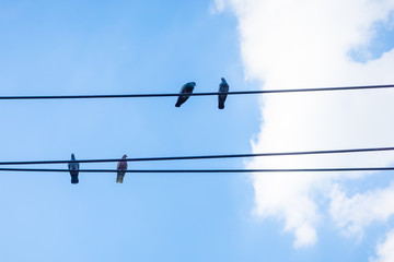 Four pigeons sitting on a wire against blue sky