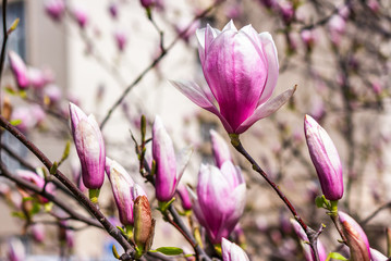 magnolia flowers close up with shallow depth of field on a blur background