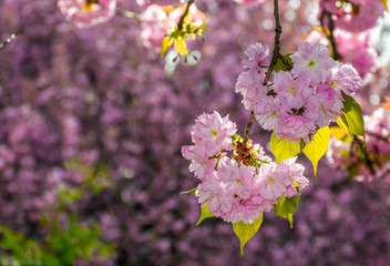 pink flowers on the branches of Japanese sakura blossomed in garden in spring