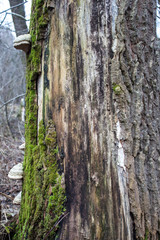 Obraz premium Large mushroom growing on the side of a tree