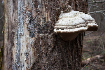 Large mushroom growing on the side of a tree
