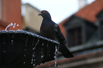 Spragniony gołąb w fontannie © Szafek26