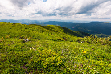 Fototapeta na wymiar grassy hills of Carpathian alps in summer. beautiful nature scenery on a cloudy day.