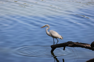 White heron