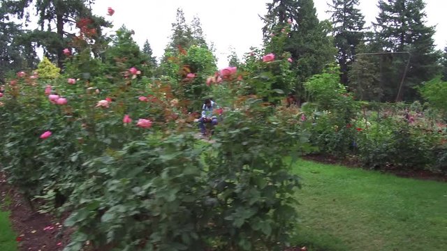 se permiten perros en portland rose test garden