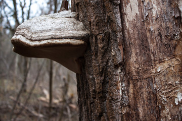 Large mushroom growing on the side of a tree
